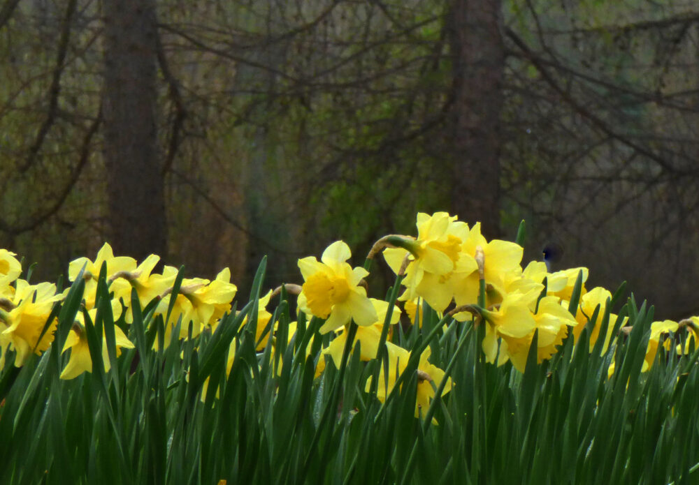 Daffodils, 31st March 2020