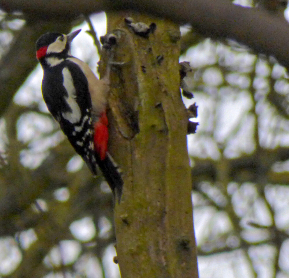 Great Spotted Woodpecker, 31st March 2020