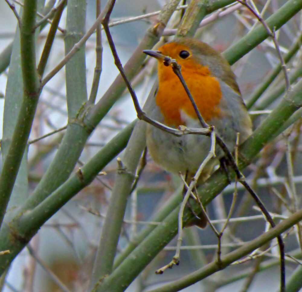 Robin, 31st March 2020