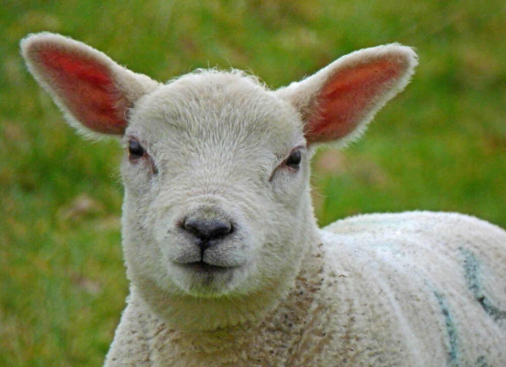 Lamb, 31st March 2020