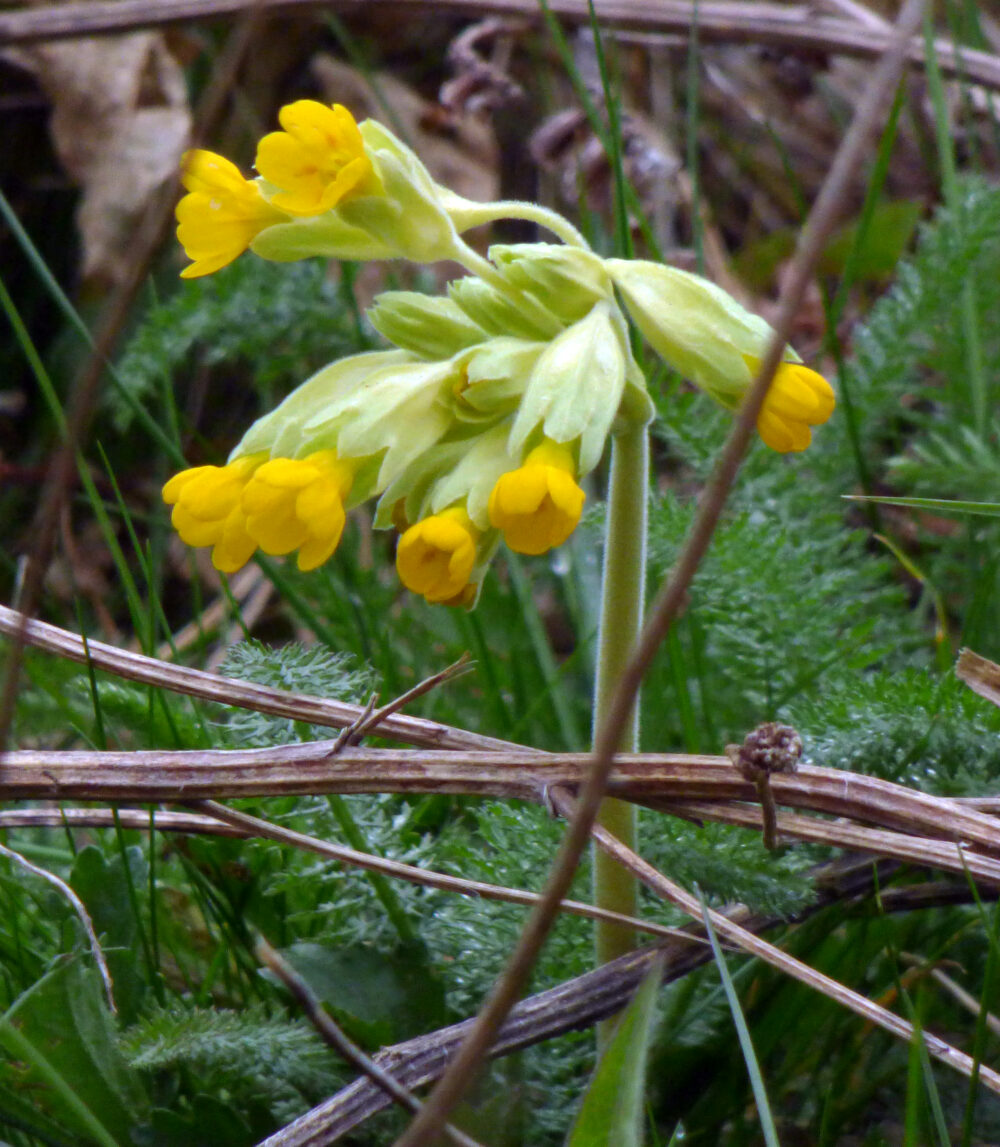 Cowslips, 31st March 2020