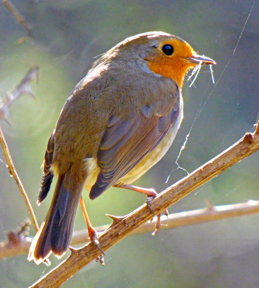 Robin, Denso Marston Nature Reserve, 7th April 2020