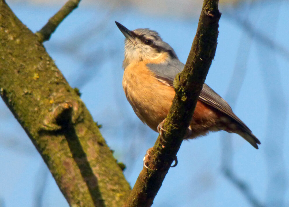 Nuthatch, Denso Marston Nature Reserve, 7th April