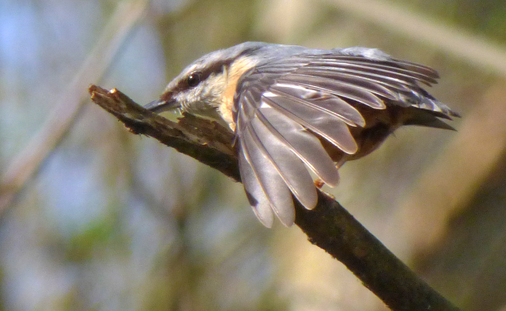 Nuthatch Takeoff, DEnso Marston Nature Reserve, 7th April