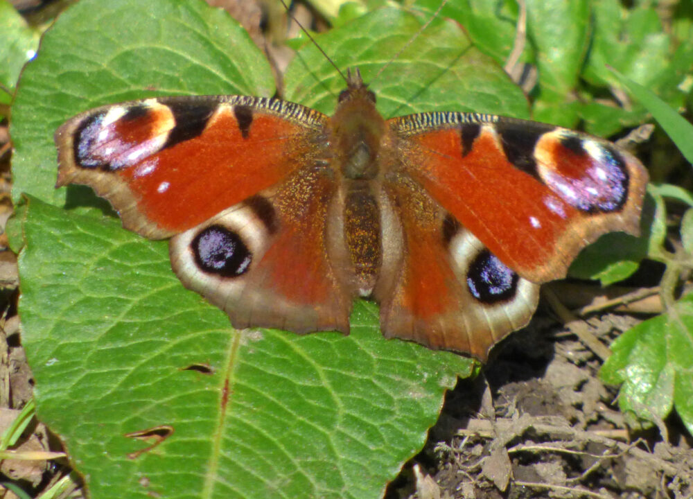 Peacock Butterfly, Denso Marston Nature Reserve, 7th April