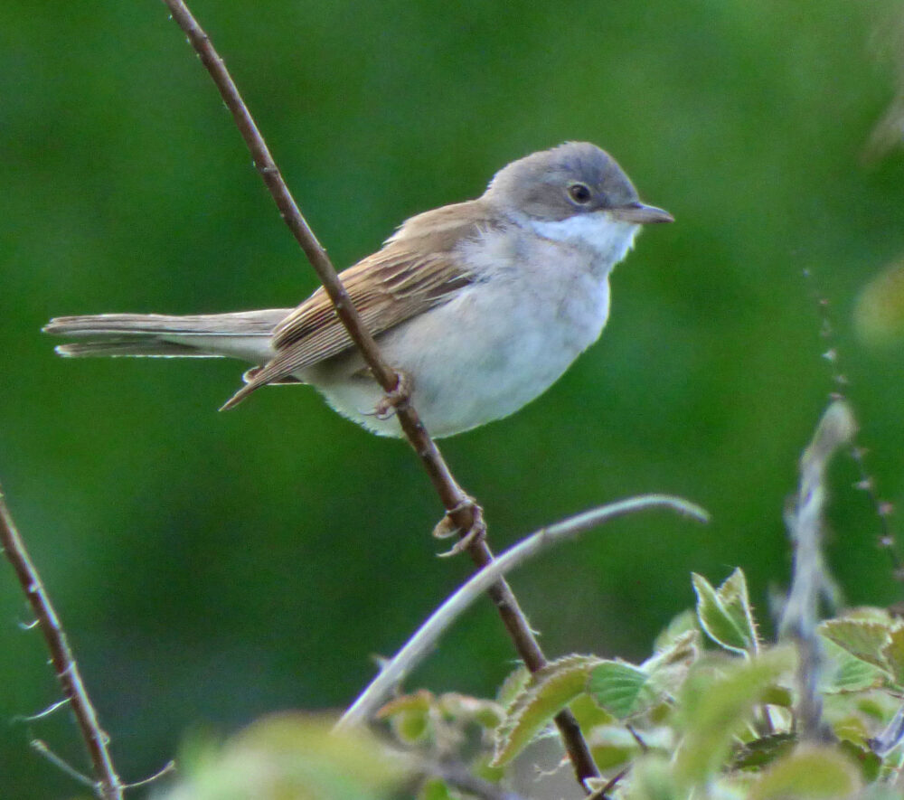 Whitethroat, Idle Moor, 2nd May