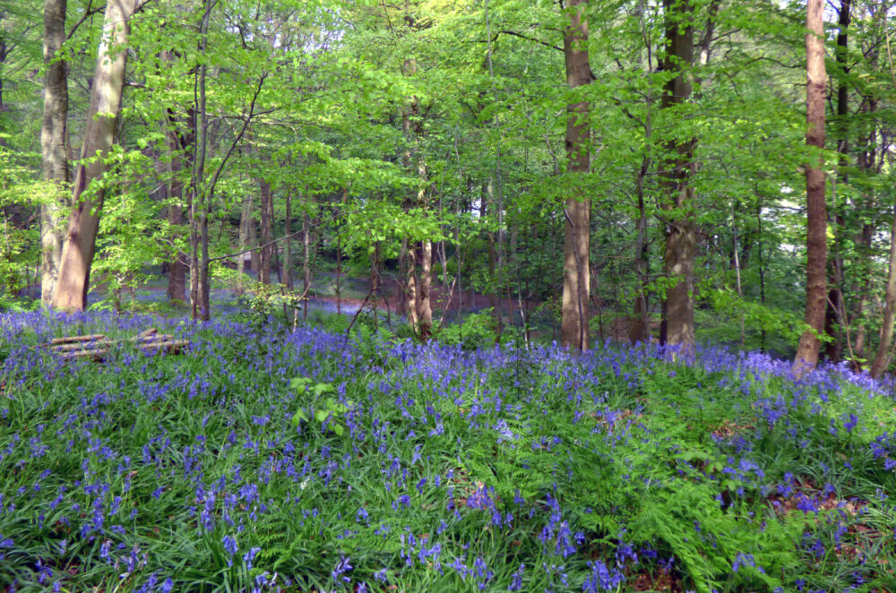 Bluebells In Dawson Wood, 2nd May