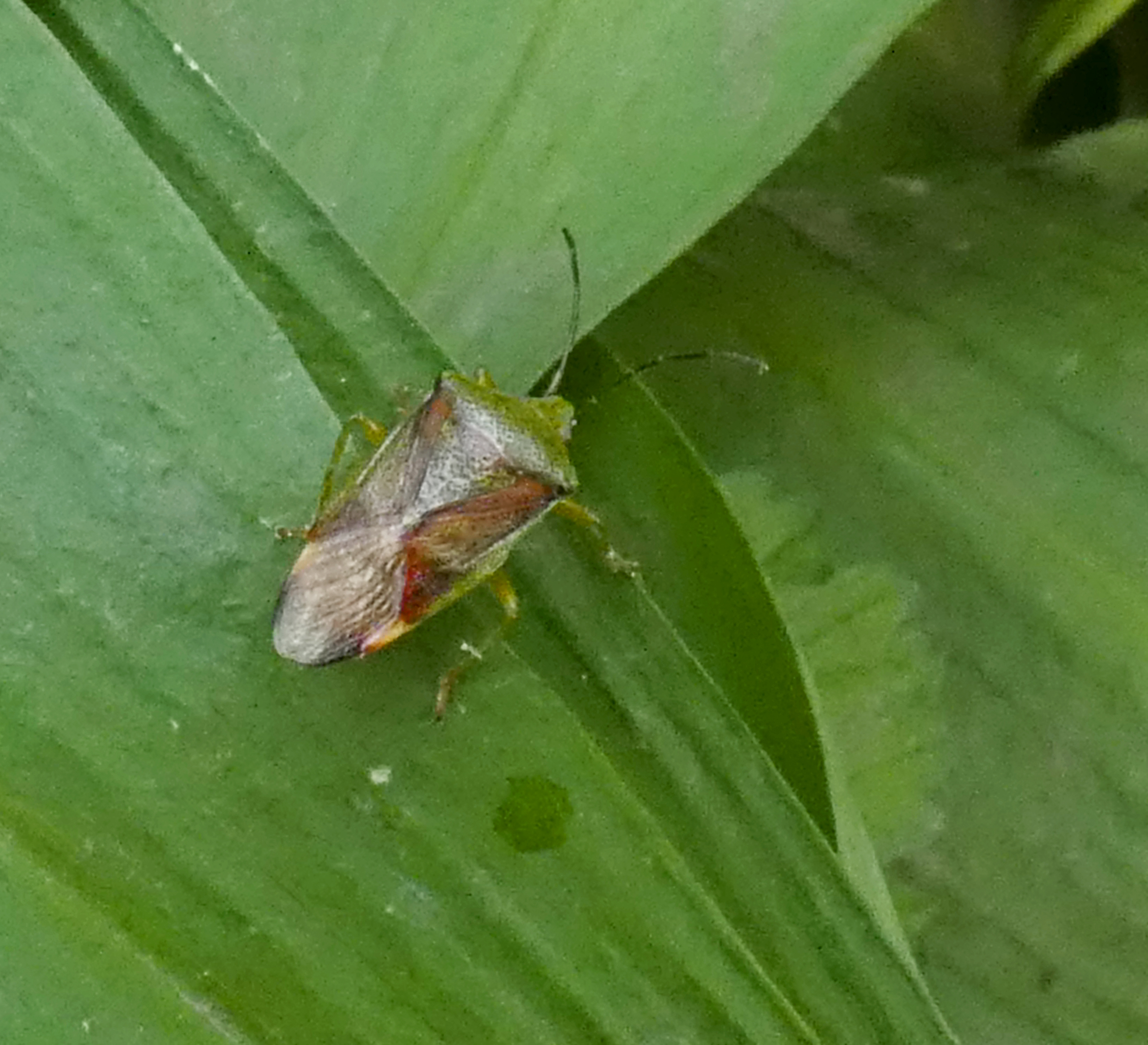 Shield Bug, East Wood, Otley, 30th April 2024