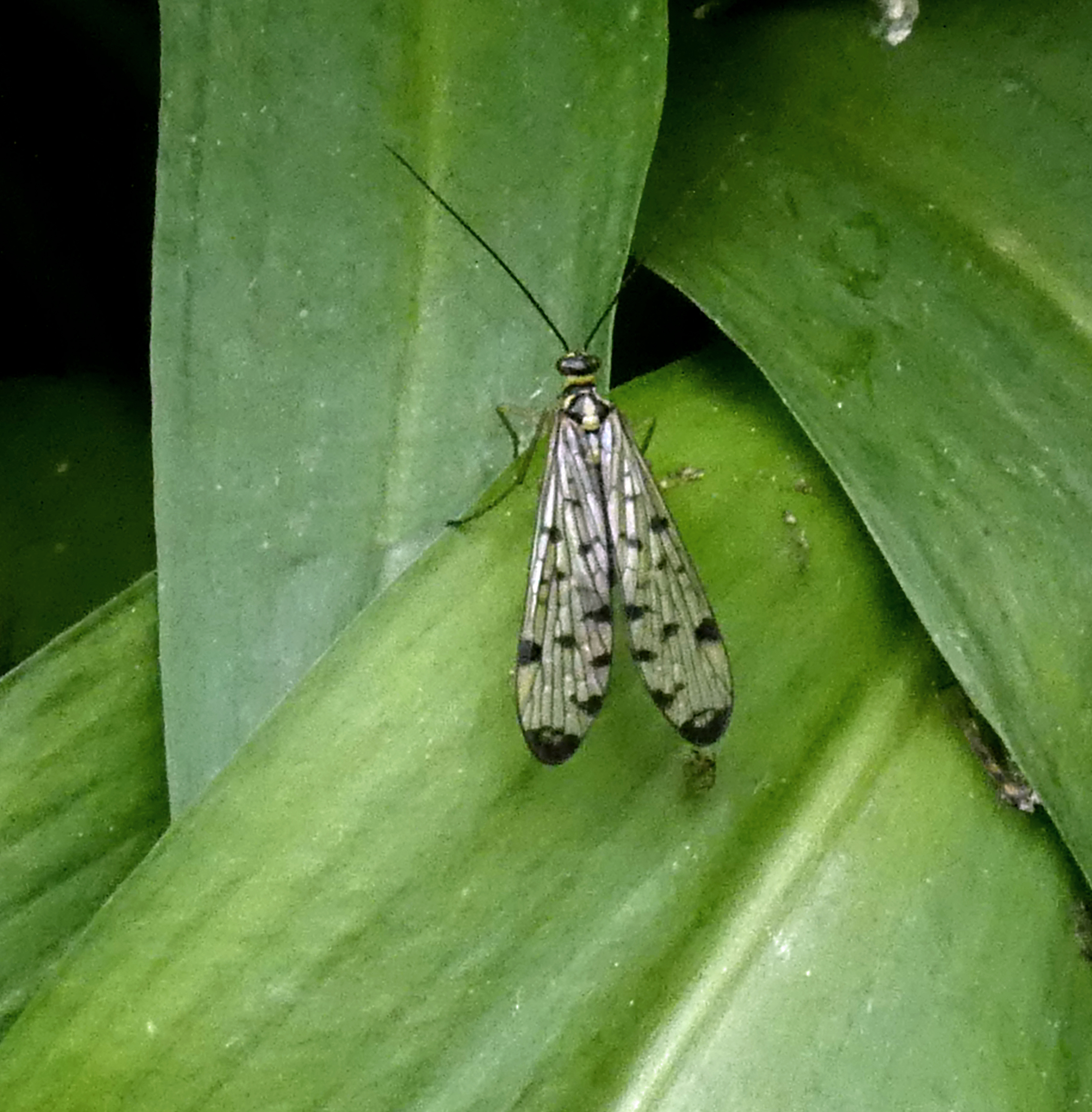 Scorpion Fly, East Wood, Otley, 30th April 2024