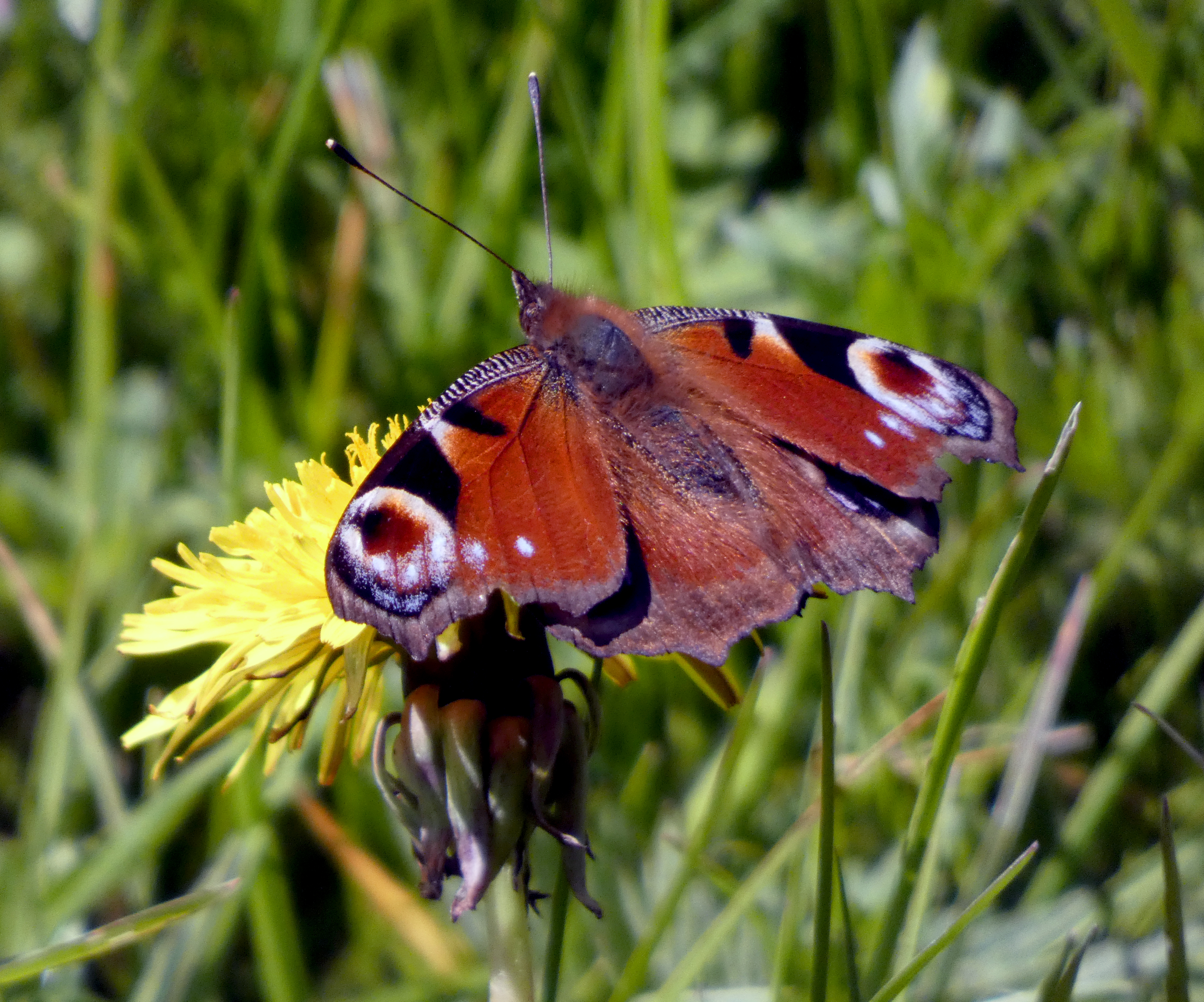Peacock Butterfly, near East Wood, Otley, 30th April 2024