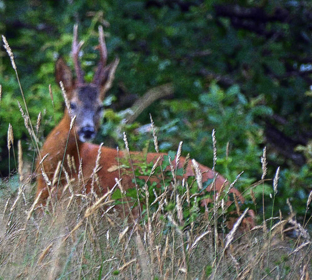 Deer, 4th August