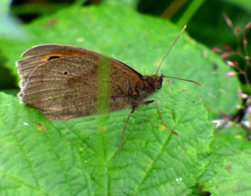 Meadow Brown, 4th August