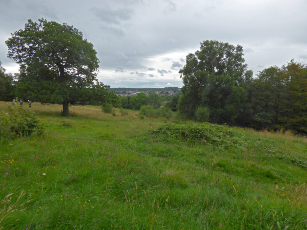 Trench Meadows, 4th August