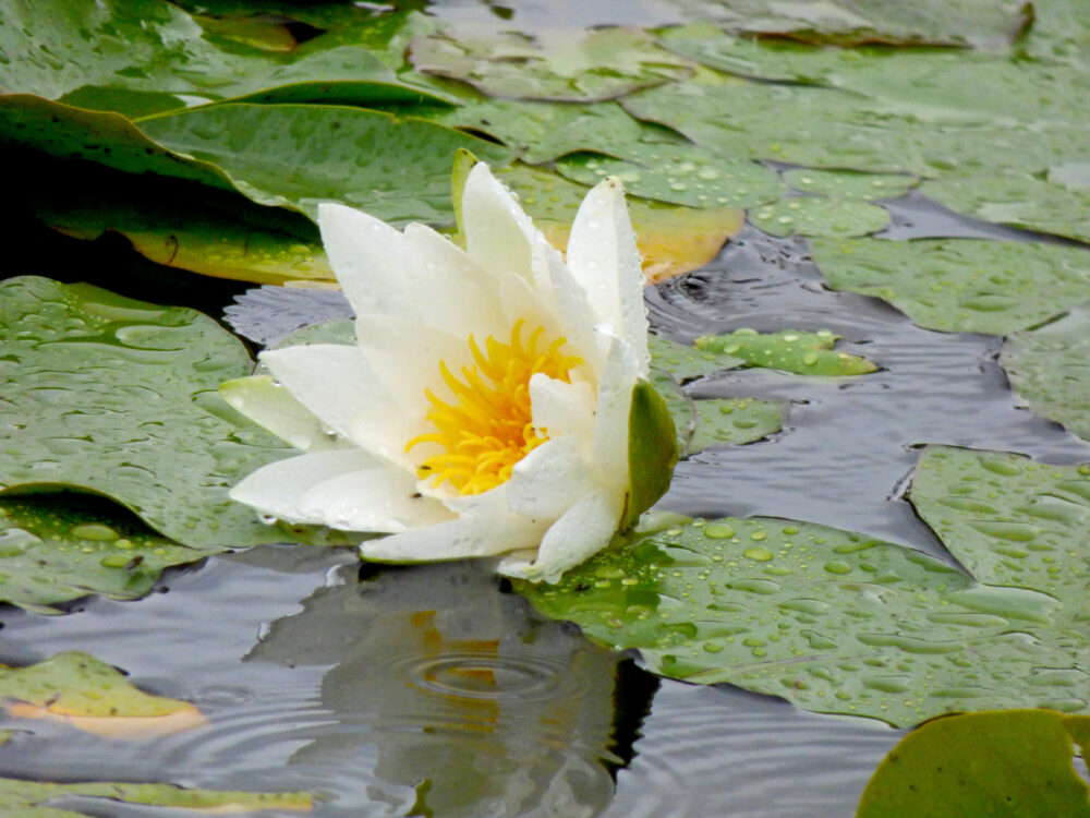 Water Lily, 18th August