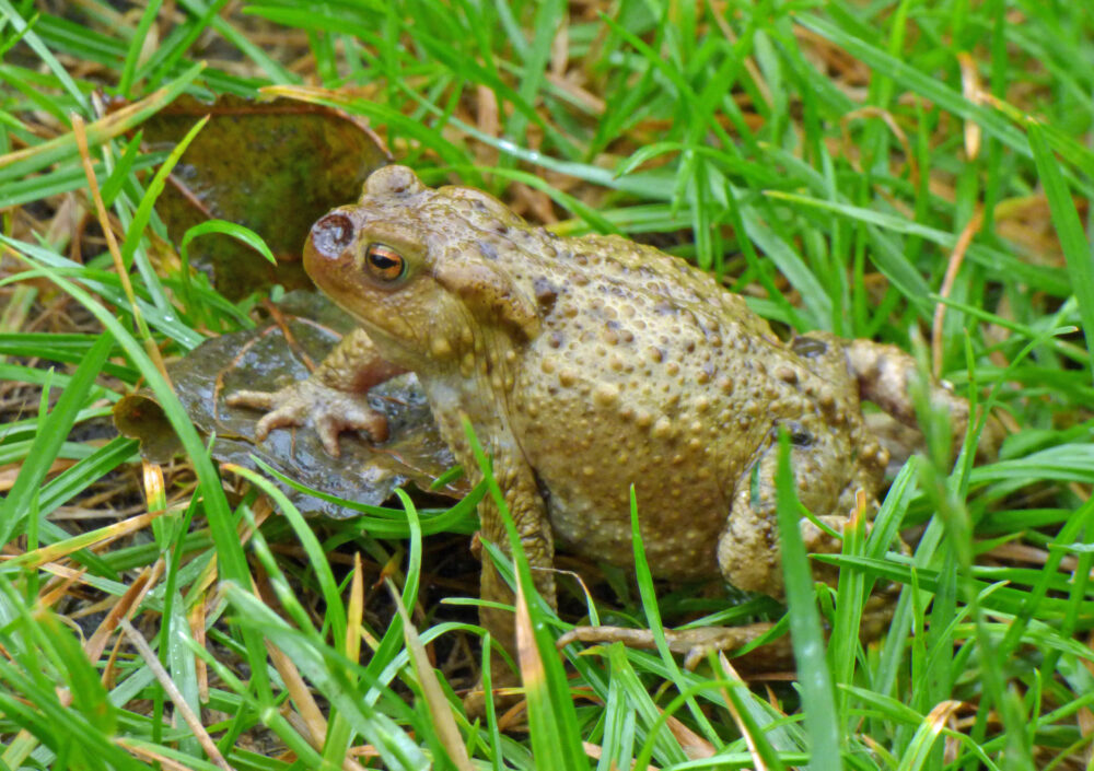Toad, 18th August