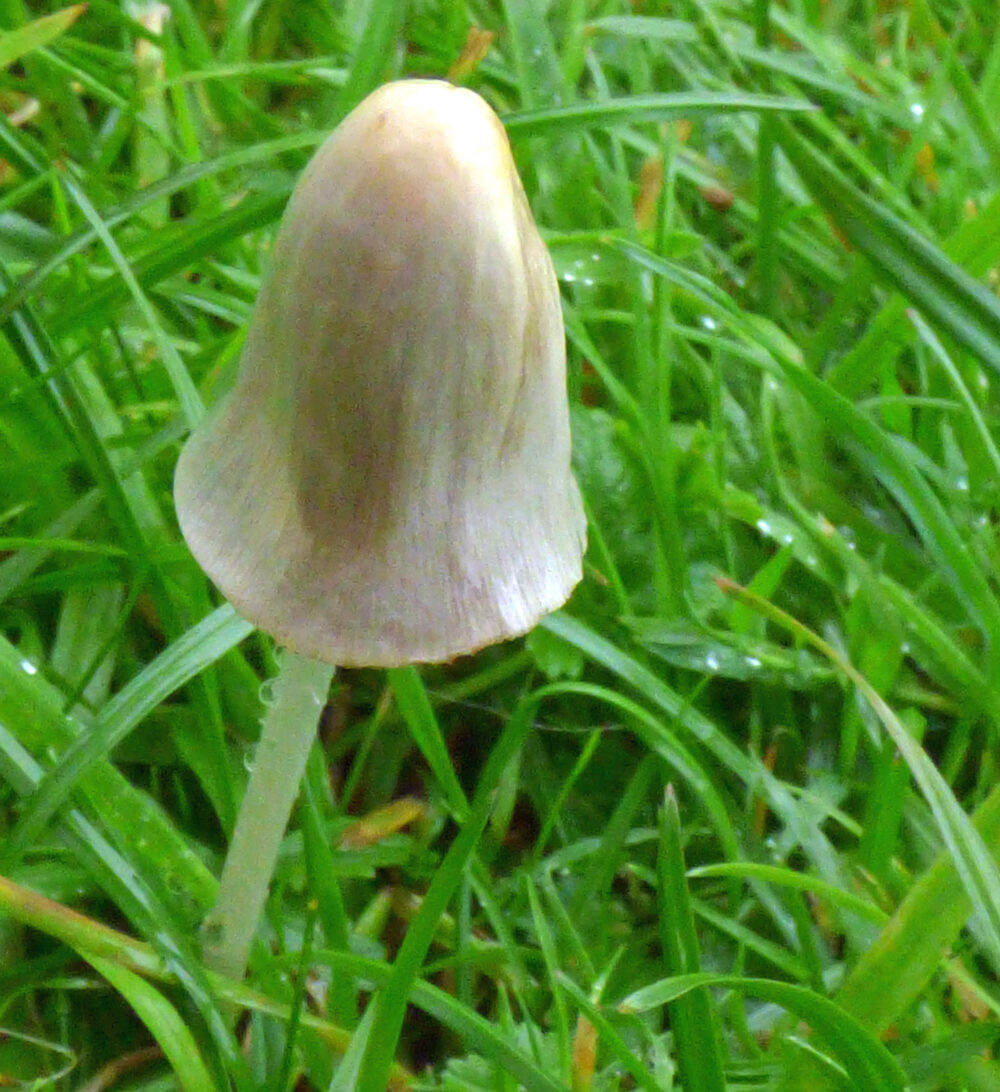 Unidentified Fungus, 18th August