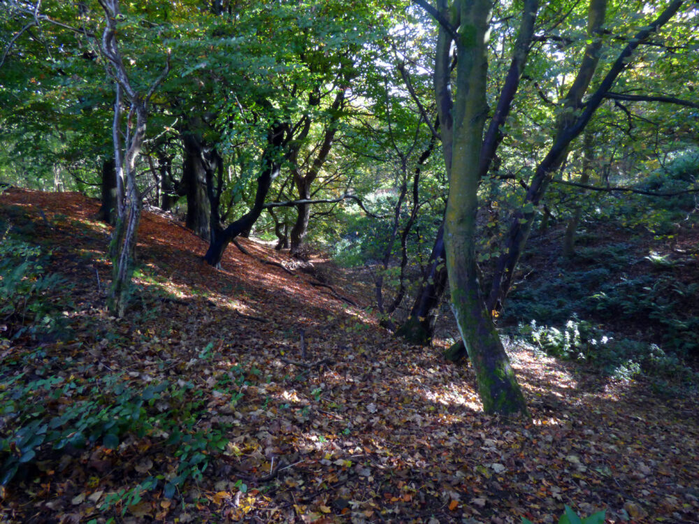 Cunnery Wood, 20th October