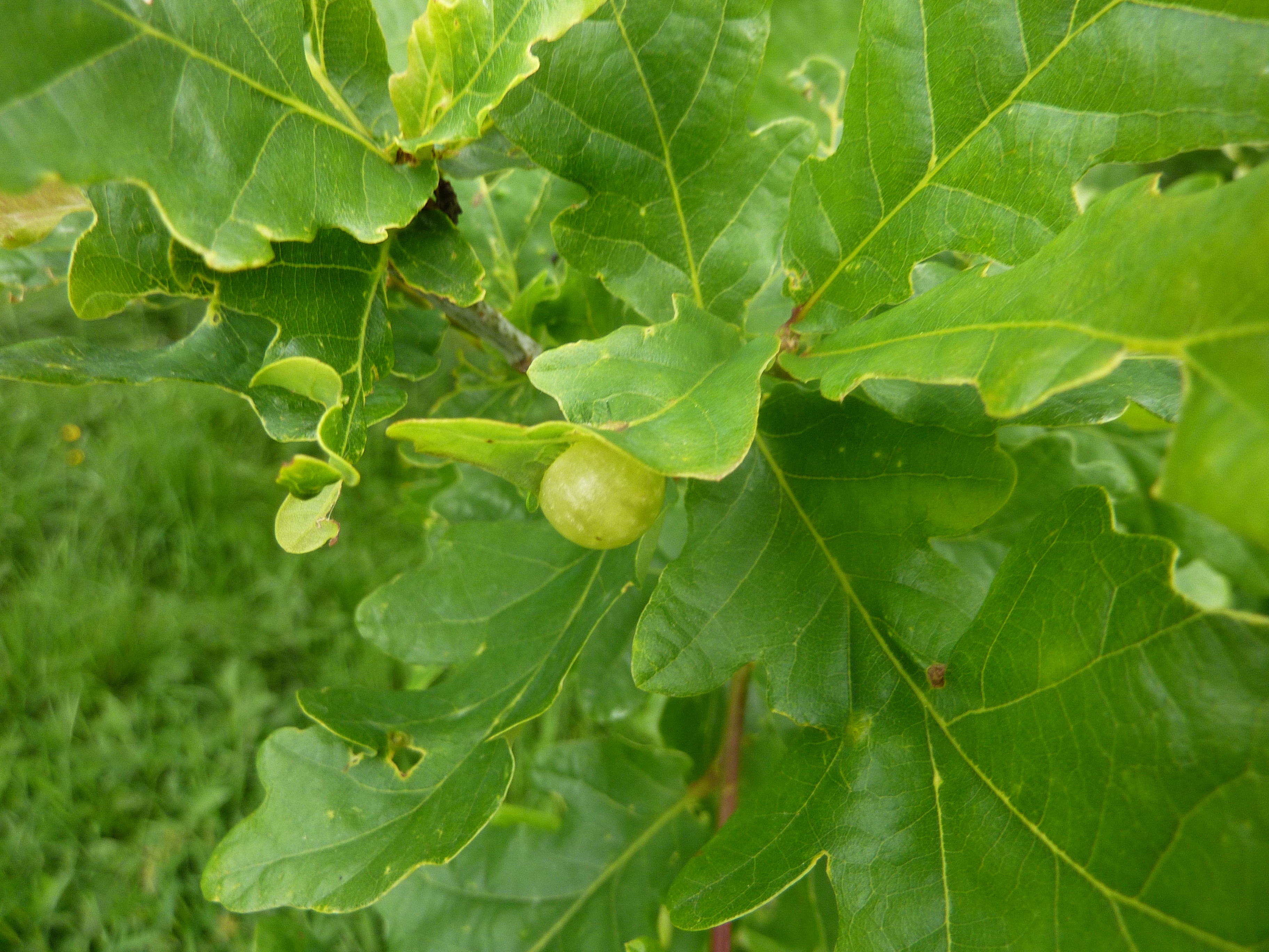 Oak Gall, Trench Meadows, 8th June 2022
