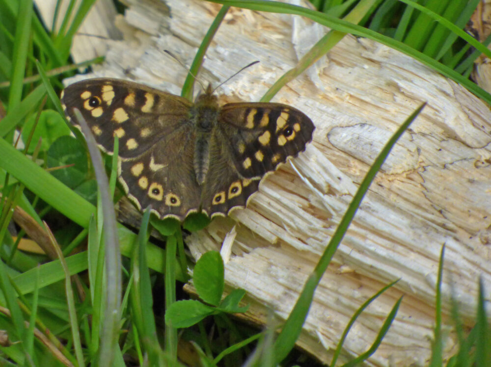 Speckled Wood, 27th April 2021
