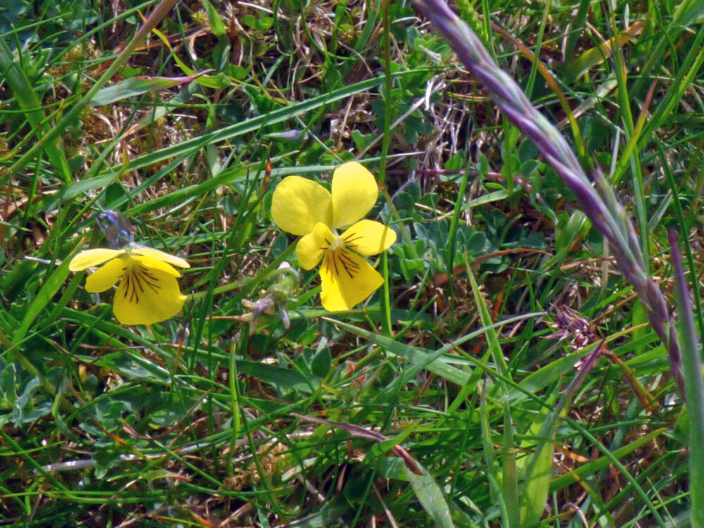 Mountain Pansies, Settle, 15th June 2021