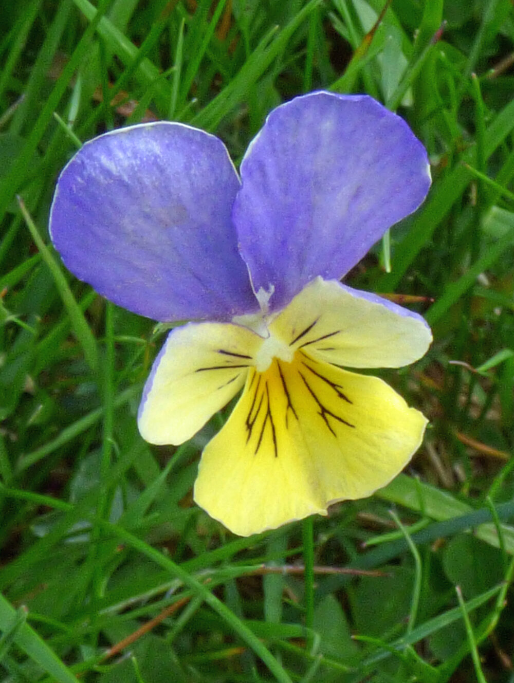 Wild Or Mountain Pansy?  Settle, 15th June 2021