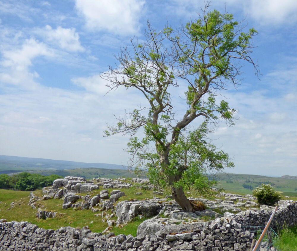 Tree On Limestone, Settle, 15th June 2021