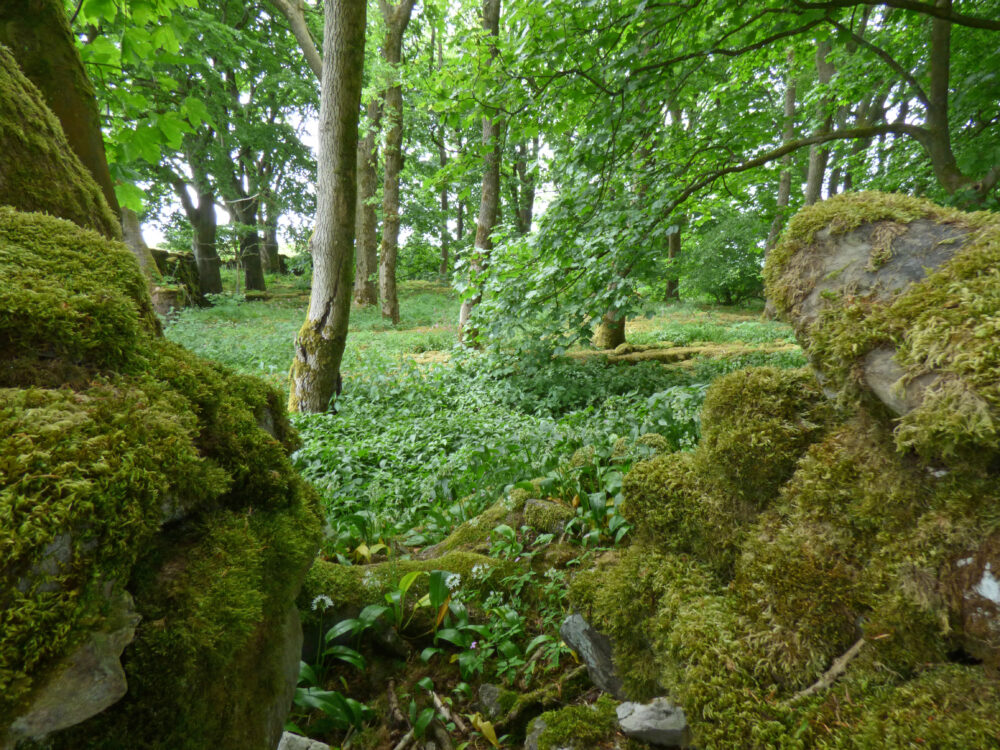 A Wood Beyond The Meadow, Settle, 15th June 2021