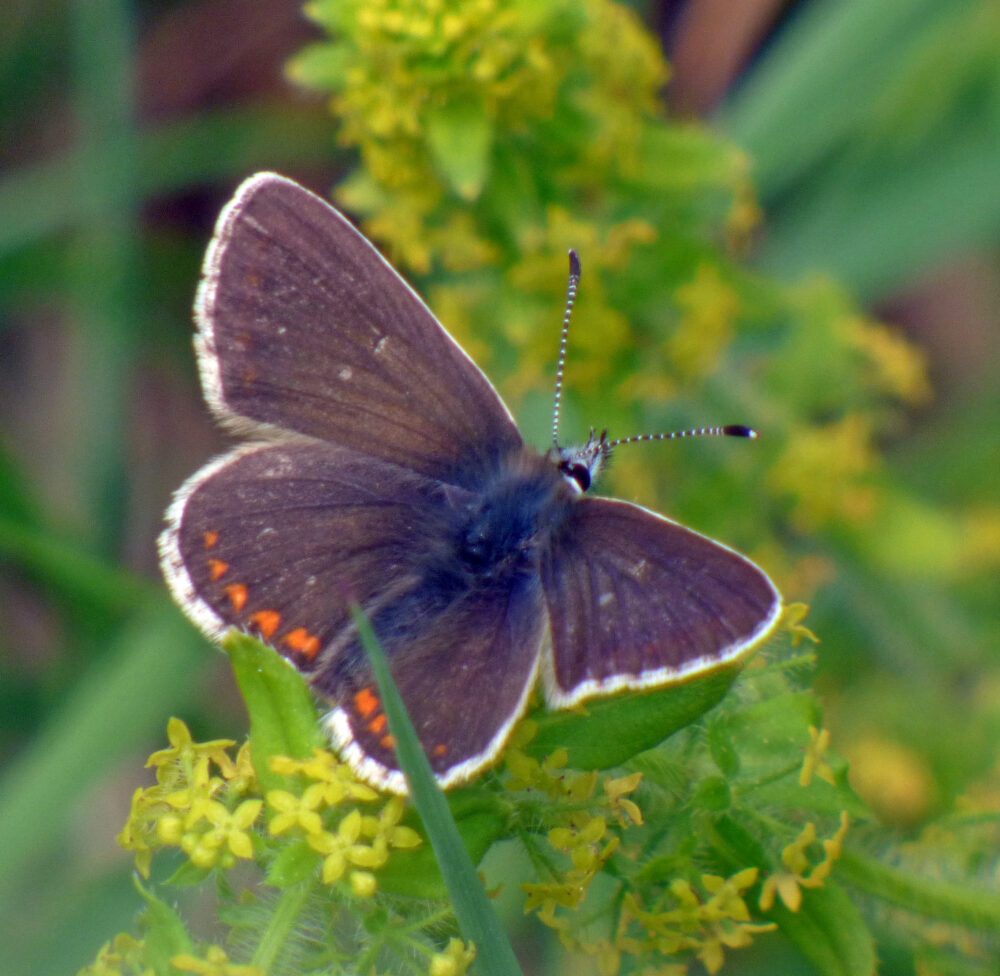 Female Common Blue, Settle, 15th June 2021