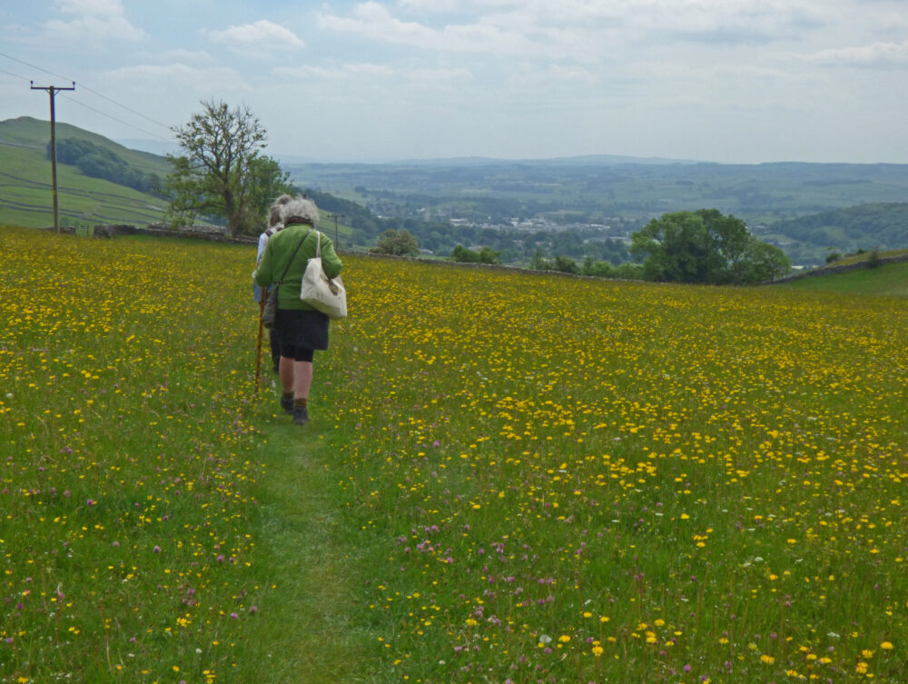 Through The Meadow, Settle, 15th June 2021