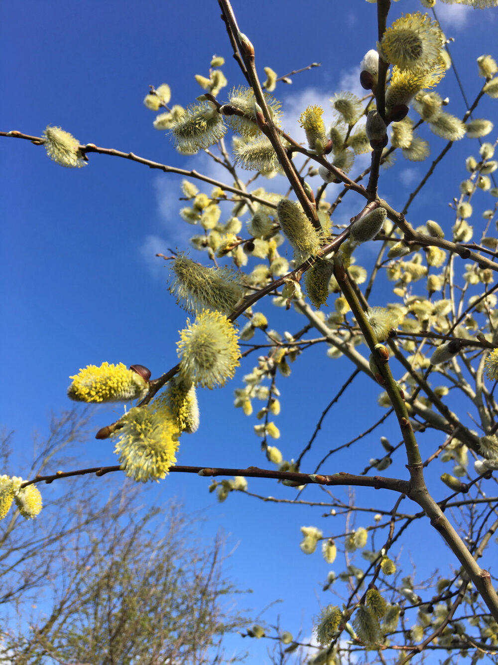 Pussy Willow, 7th April