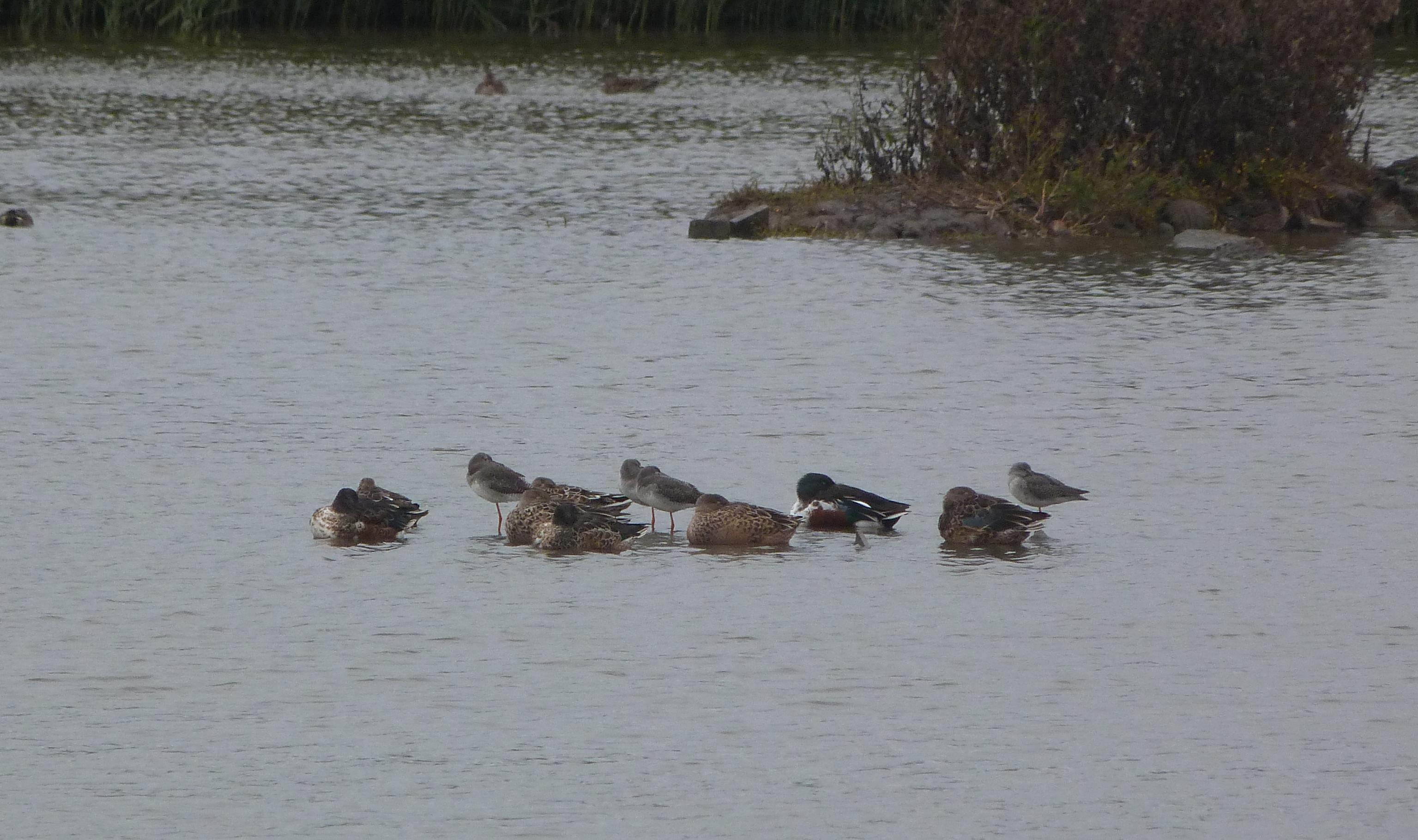 Spotted Redshank and Shovelers