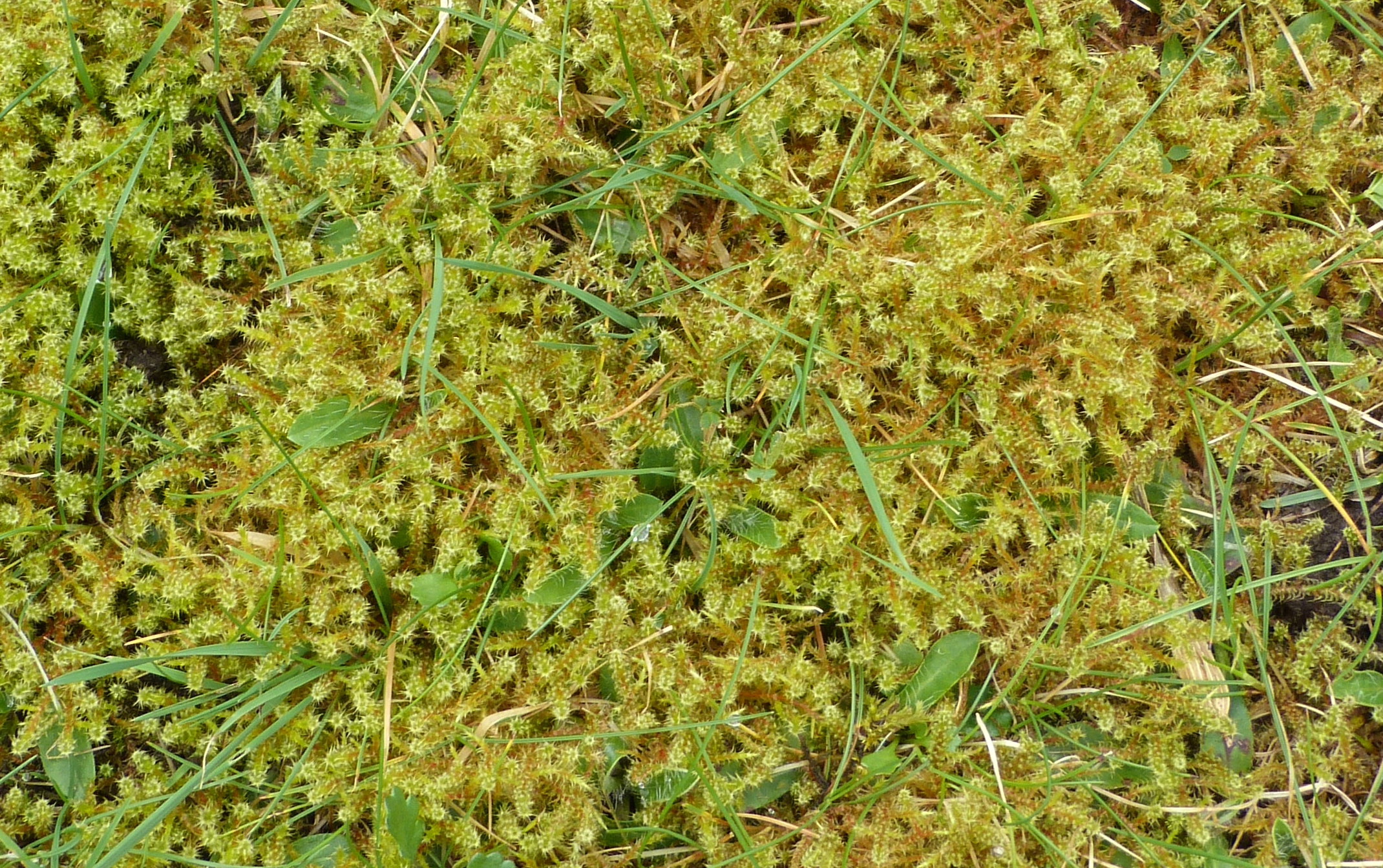 Springy Turf-moss, Rhytididelphus squarrosus, Giggleswick, 19.3.24