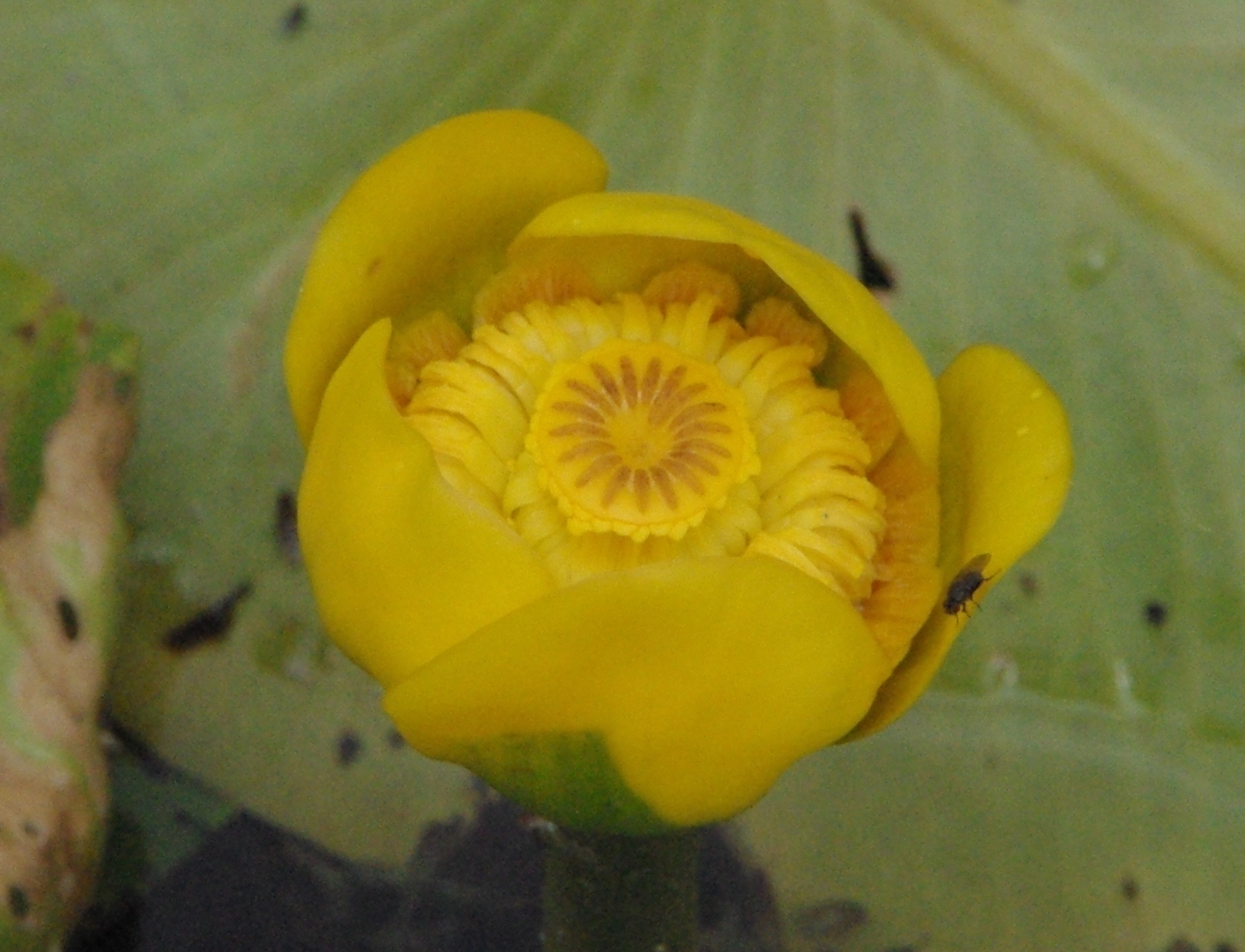 Yellow Water-lily, Nob End, 4 July 23