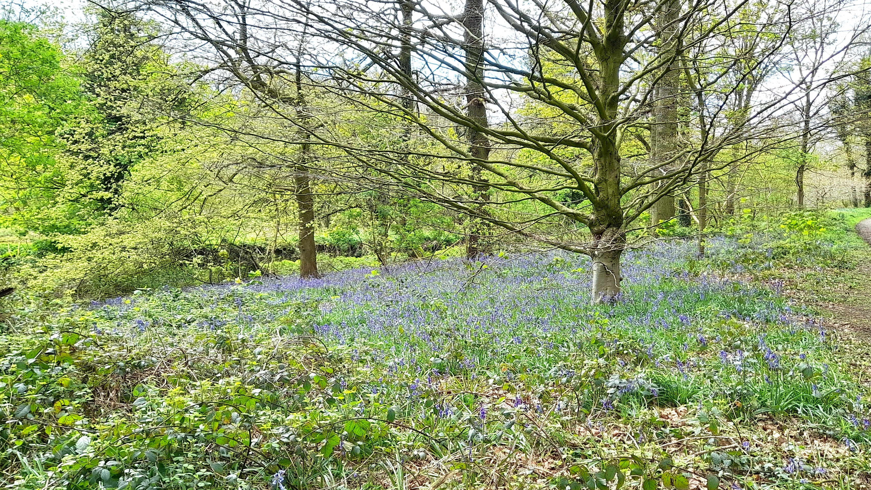 a mass of bluebells on the woodland floor