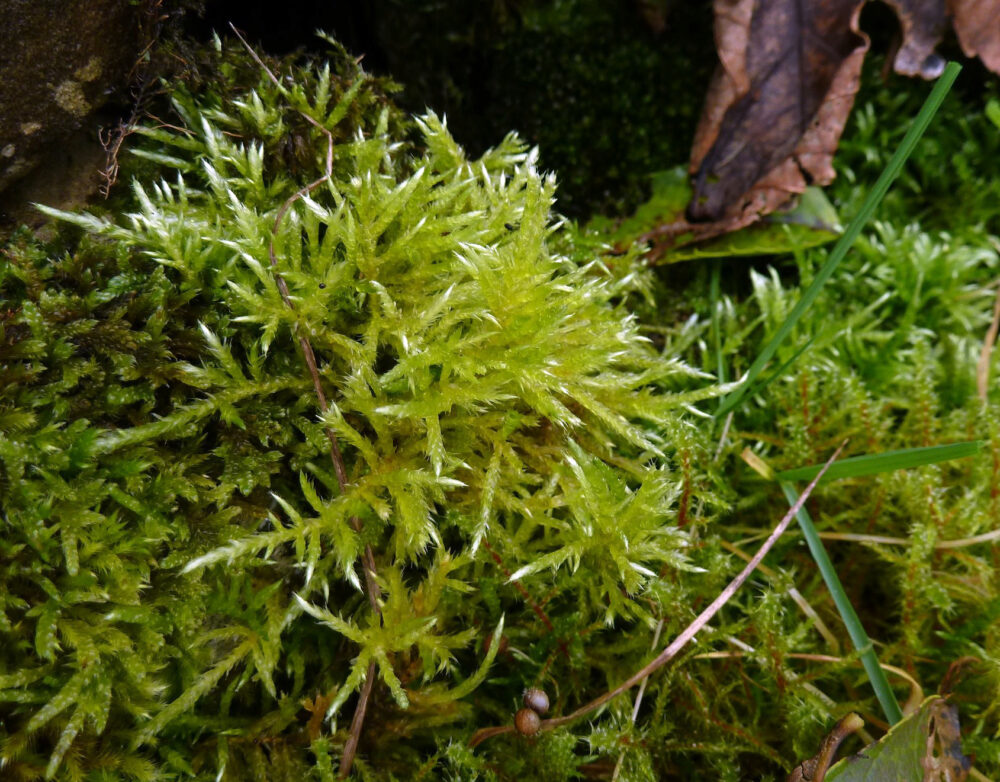 A Feather Moss
