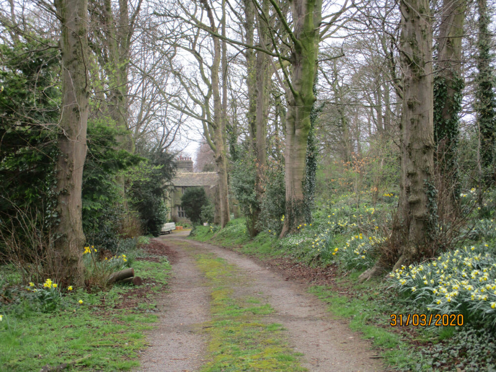Avenue Of Trees Leading To Rawdon Hall, 31st March