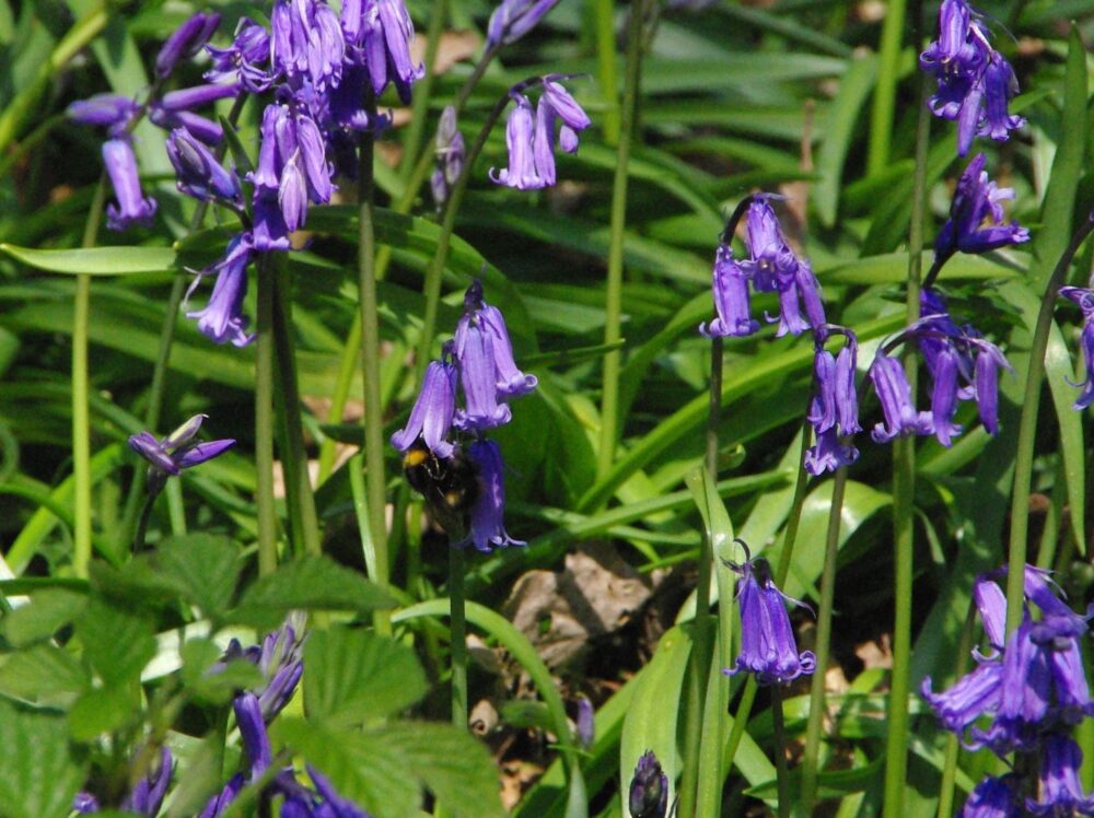 bee in bluebell