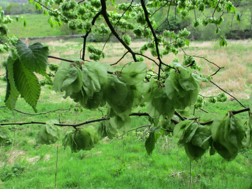 Fruits of Elm Tree, 12th May