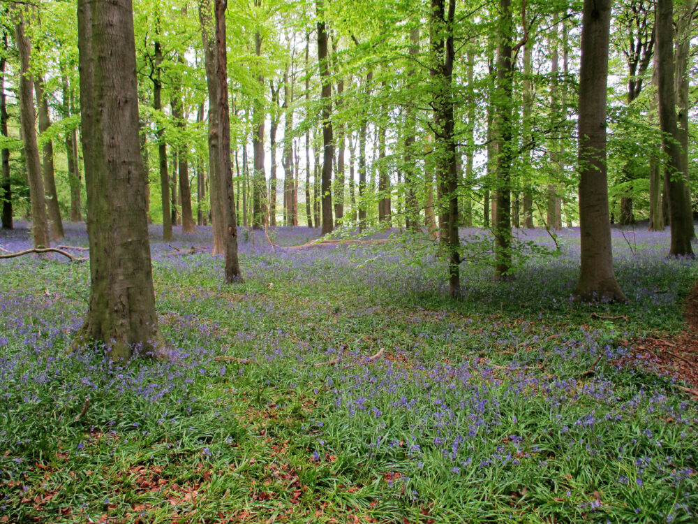 Bluebells, 5th May