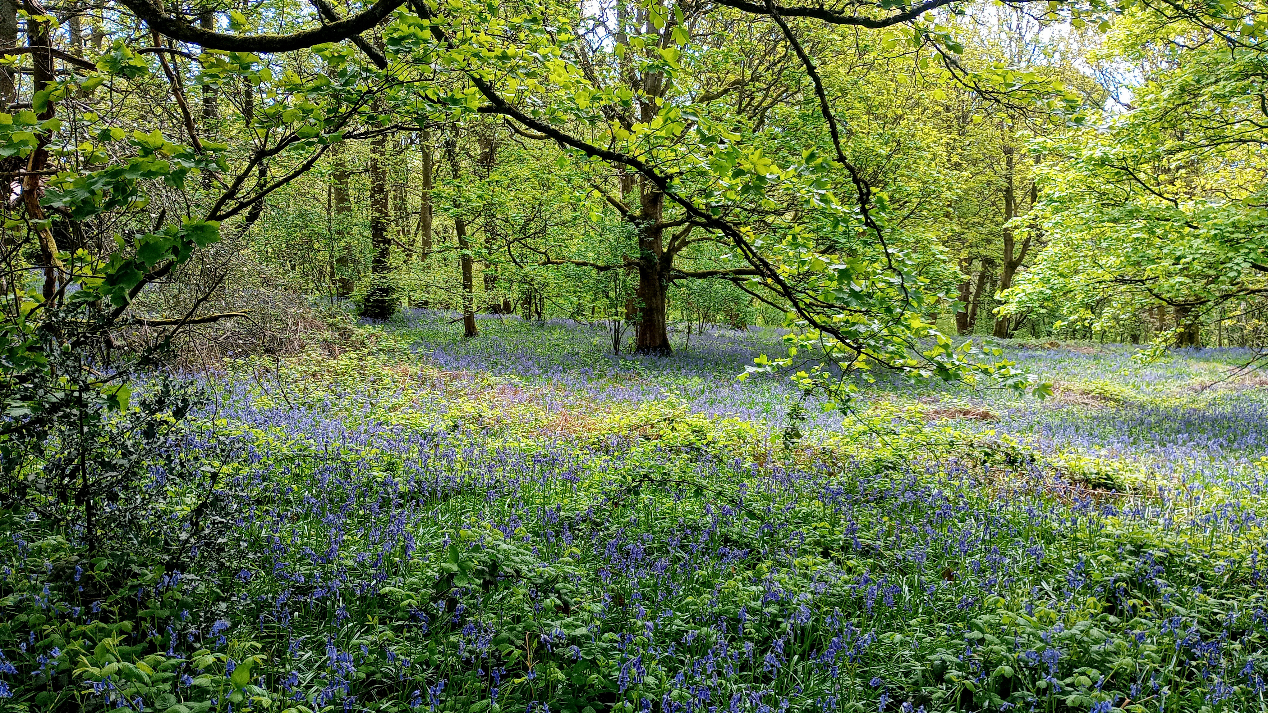 Bluebells, East Wood, Otley, 30th April 2024