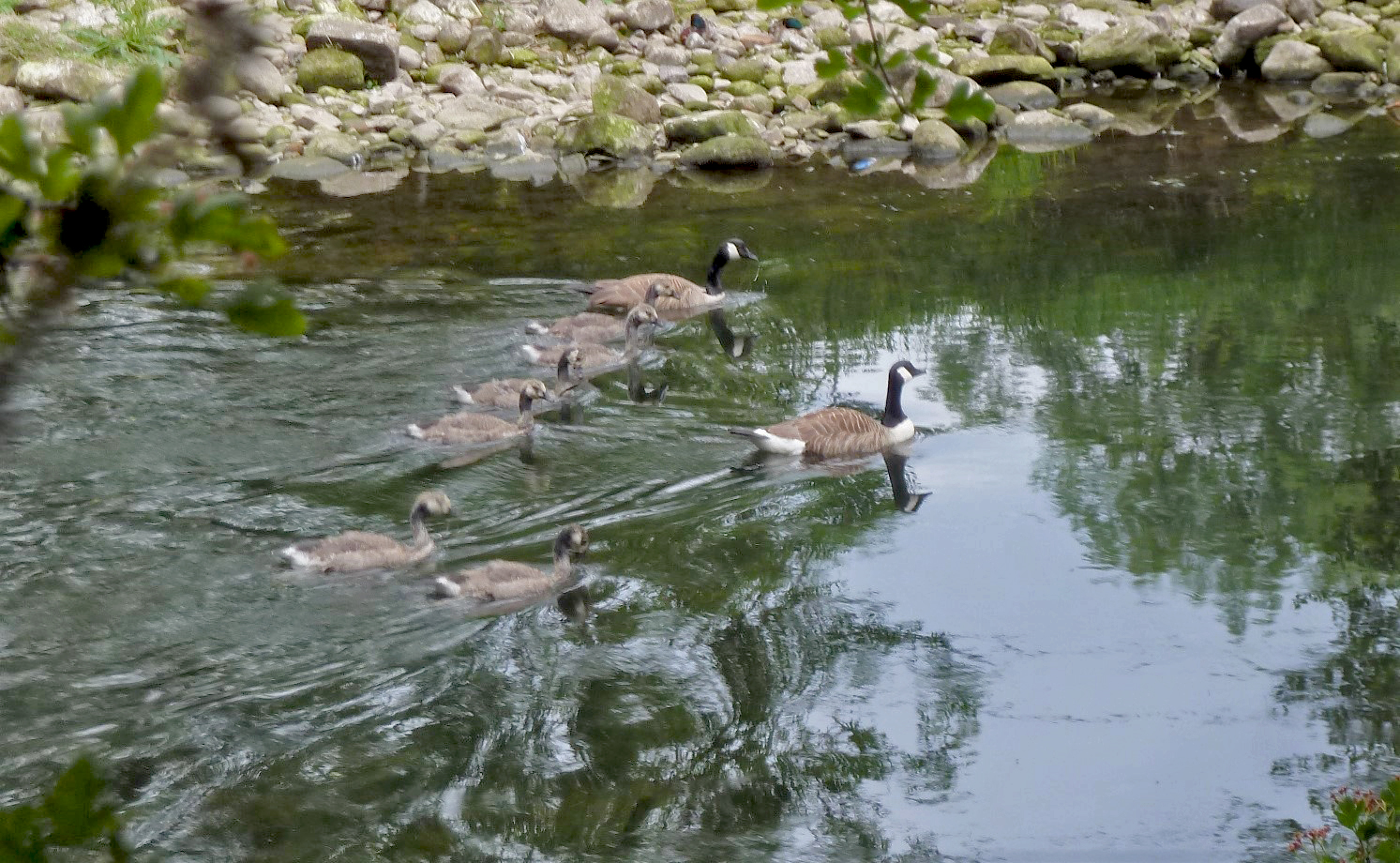 Canada Goose Family, 9th June