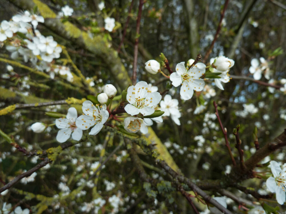 Cherry Plum Blossom? From Boston Spa recce. 