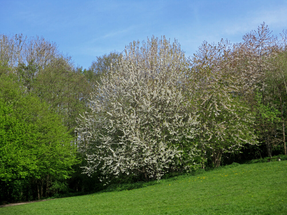 Cherry Blossom, Engine Fields 23rd April 2020
