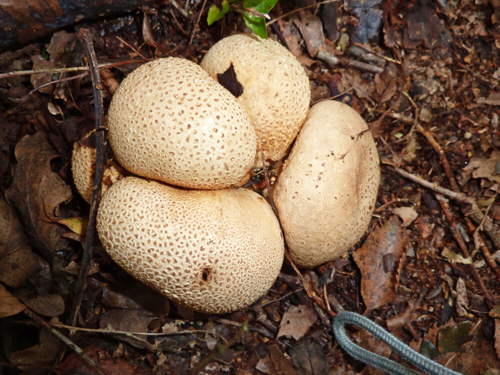 Common Earthball, 8th September, Prince Of Wales Park