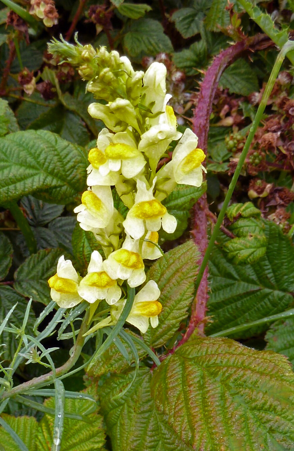Common Toadflax, 9th July
