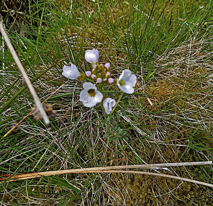 Cuckoo Flower, Sulber Nick, 16th May 2023