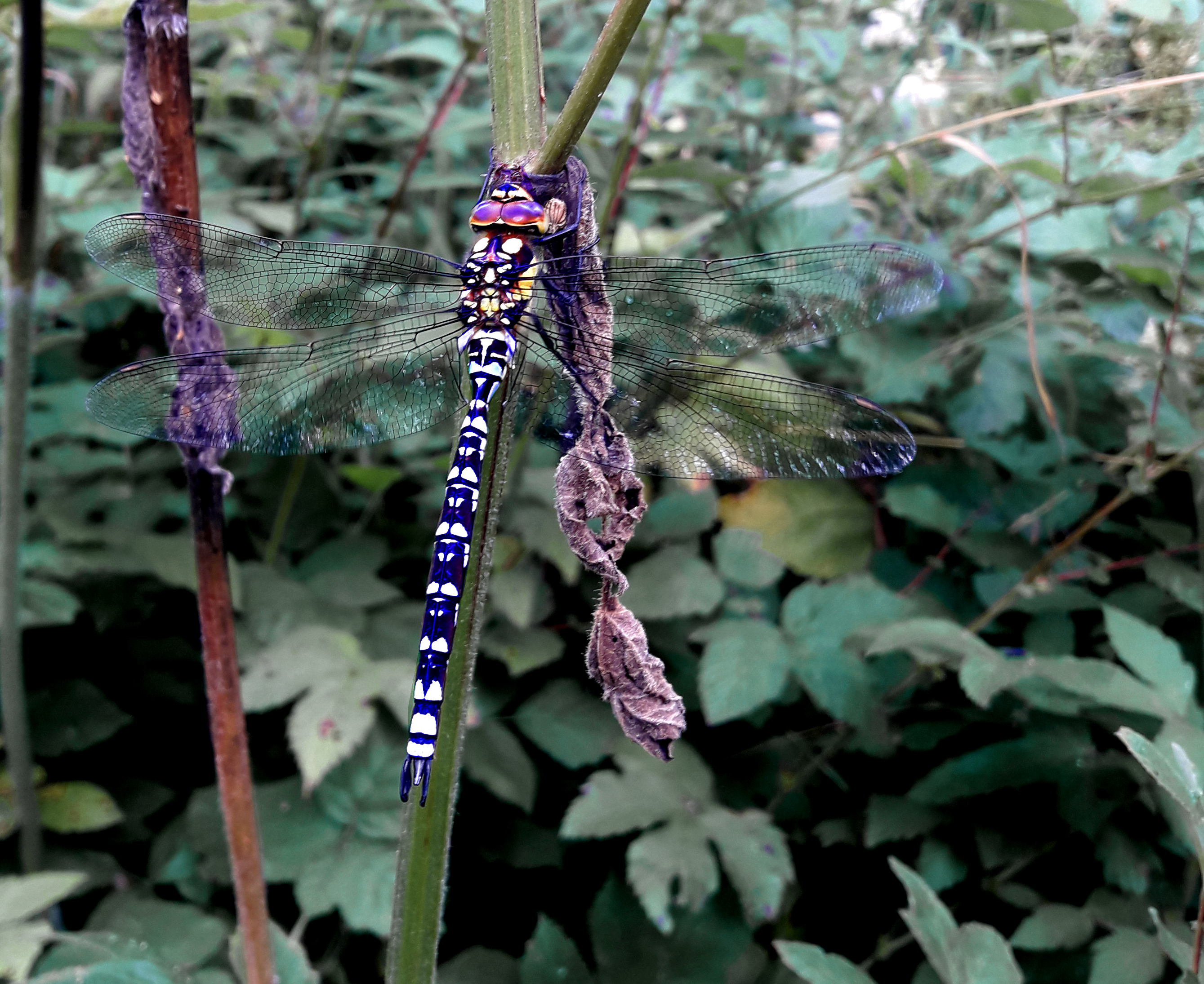 Male Southern Hawker, High Batts, 25th July 2023