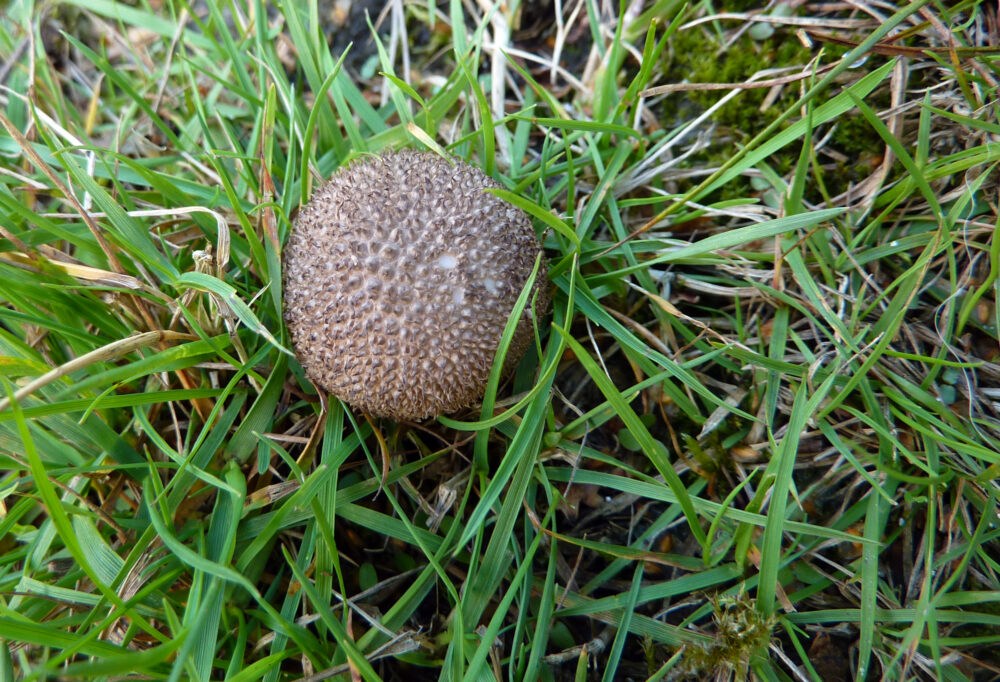 Dusky Puffball, 8th September, Prince Of Wales Park