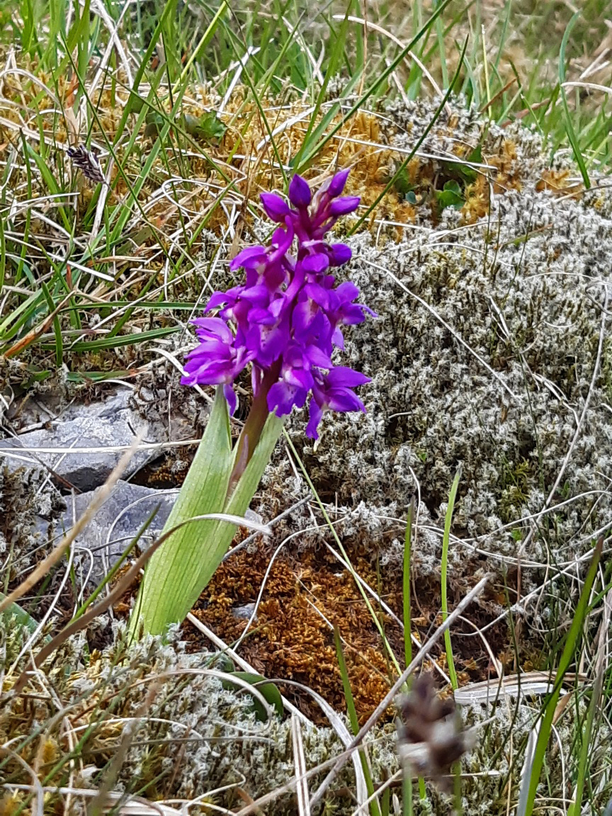 Early Purple Orchid, Sulber Mick, 16th May 2023