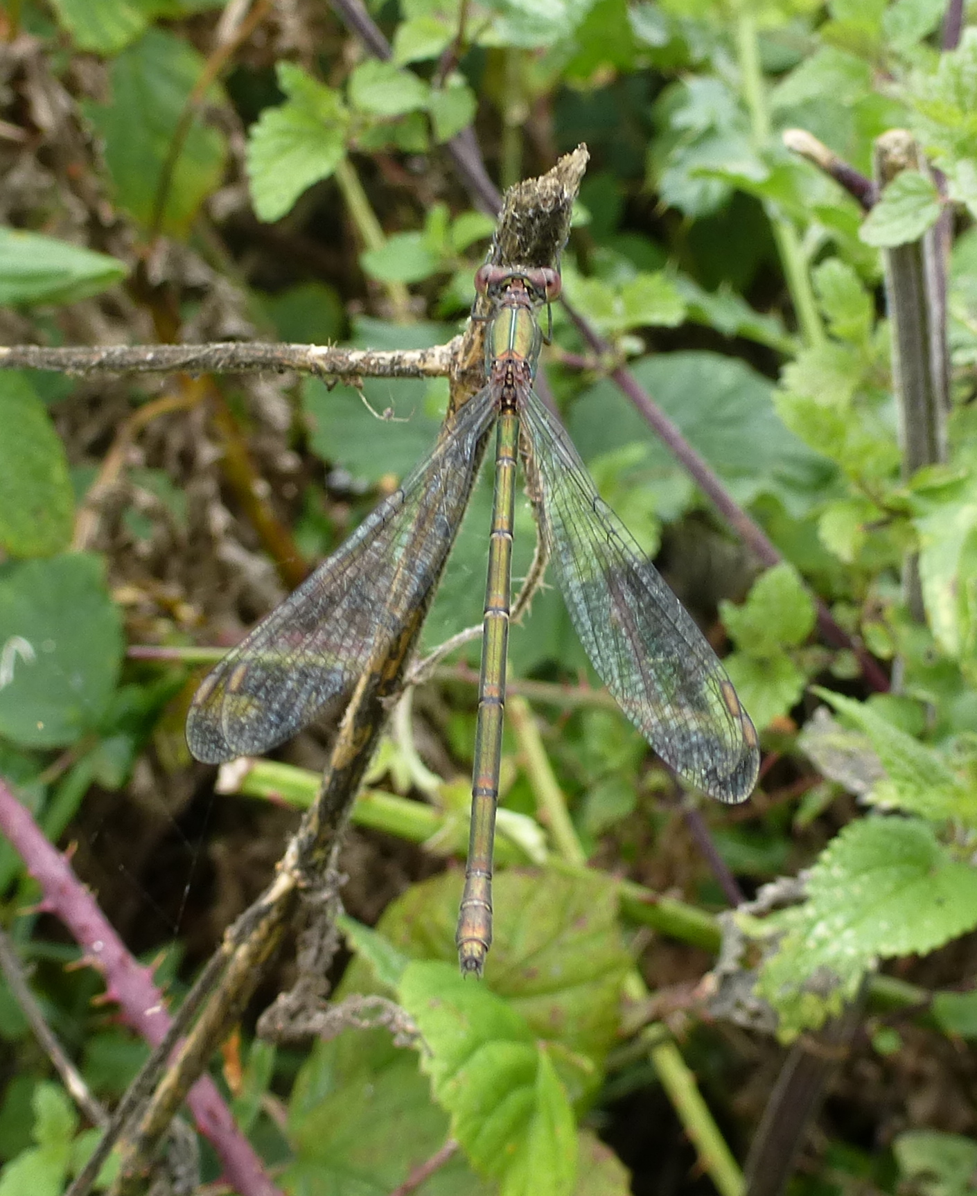 Willow Emerald Damselfly, North Cave, 19 Sept 2023
